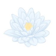 lotus flower painted in graphic style isolated on white