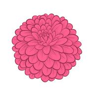 beautiful Dahlia flower in a hand-painted graphic style