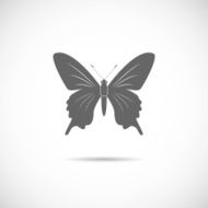 Vector illustration - butterfly on a white background N2