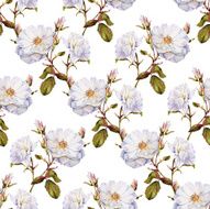 White roses bush botanical watercolor seamless pattern N4