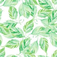 Seamless Vector Watercolor Pattern of the green leaves
