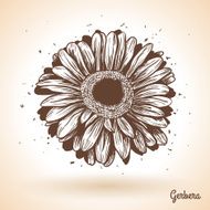 Hand drawn gerbera flower