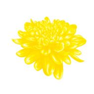 dahlia with effect watercolor drawing isolated on white background