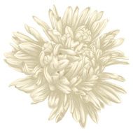 Beautiful beige aster isolated on white background