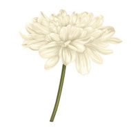 beautiful beige dahliÐ° isolated on white background
