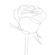 black and white rose bud with stem flower isolated