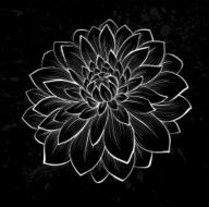 beautiful monochrome black and white dahlia flower N2
