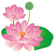 Realistic Oriental lotus