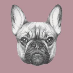 Hand drawn portrait of French Bulldog N2
