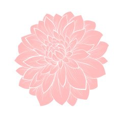 beautiful dahlia flower isolated on white