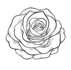 beautiful monochrome black and white rose isolated