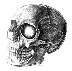 Skull N32