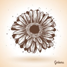 Hand drawn gerbera flower