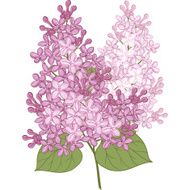 Vector flowers of lilac