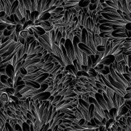 Beautiful monochrome black and white seamless background with flowers aster N3