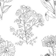 Seamless pattern with monochrome images of herbs and flowers