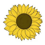 beautiful sunflower isolated on a white background