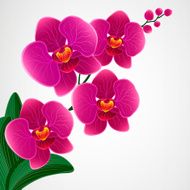 Floral design background Orchid flowers N6