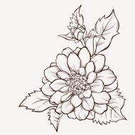 Flower Dahlia drawn in graphical style contours and lines