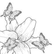 beautiful background black and white lilies butterflies