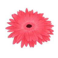 Beautiful pink gerberaisolated on white background