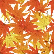 maple leaves seamless