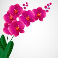 Floral design background Orchid flowers N7
