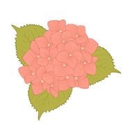 beautiful flower hydrangea isolated on white background N2