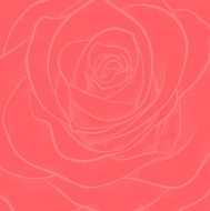 beautiful background with red rose close-up