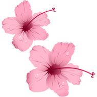 hibiscus N6