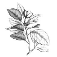 Magnolia engraving