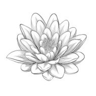 black and white lotus flower painted in graphic style isolated