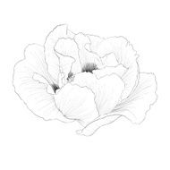 Paeonia arborea (Tree peony) flower isolated