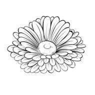beautiful monochrome black and white daisy flower isolated on background
