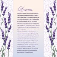 Beautiful background with lavender
