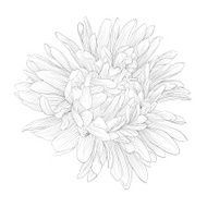 beautiful monochrome black and white aster flower isolated N5