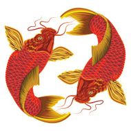 Japanese carp on a white background