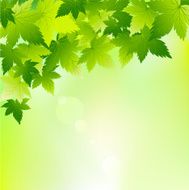 Spring leaf background
