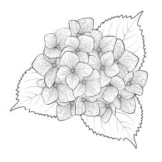 monochrome black and white flower hydrangea isolated