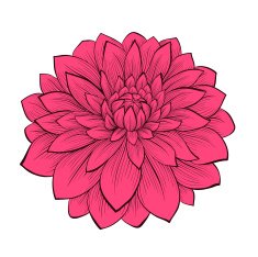 beautiful flower Dahlia drawn in graphical style contours and lines