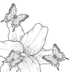 beautiful background black and white lilies butterflies