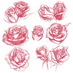 Roses Drawing set 001