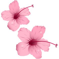 hibiscus N6