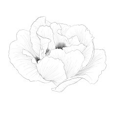 Paeonia arborea (Tree peony) flower isolated