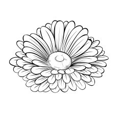 beautiful monochrome black and white daisy flower isolated on background
