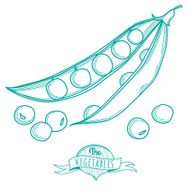 Outline hand drawn sketch of peas (flat style thin line)