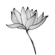 lotus flower N7