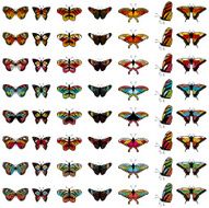 Set of butterflies N3