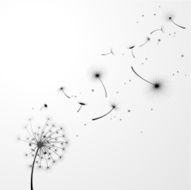 dandelion background N2