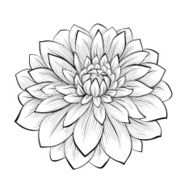 beautiful monochrome black and white dahlia flower isolated